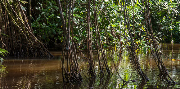 Un uomo in canoa in un fiume circondato da alberi.