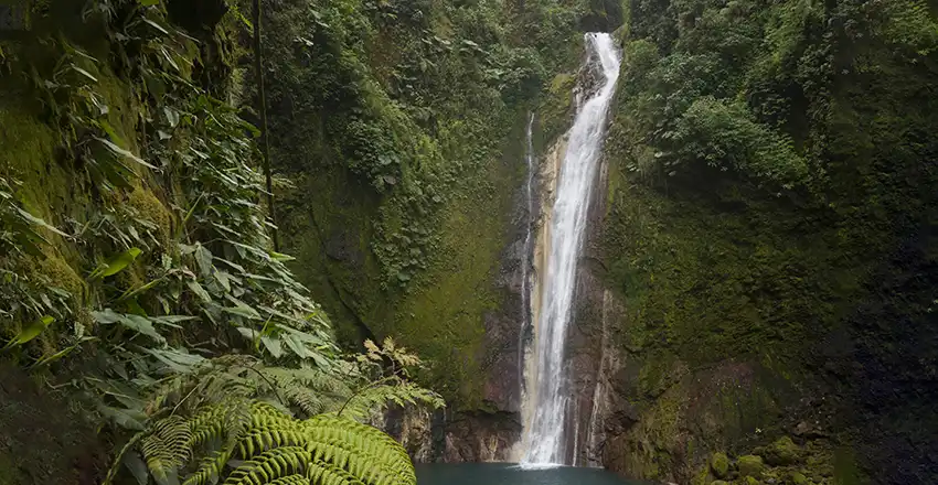 Una cascata nel mezzo di una foresta verdeggiante.