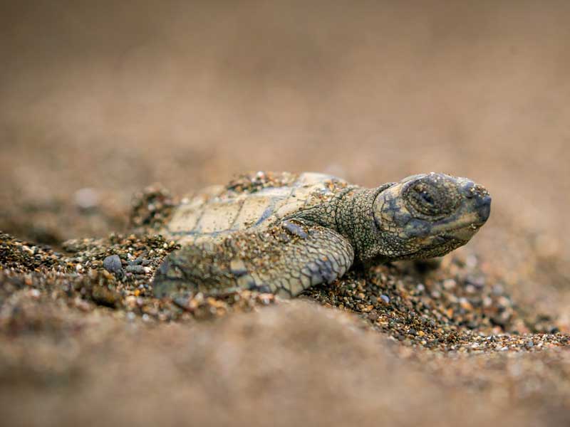 Un cucciolo di tartaruga che striscia nella sabbia.