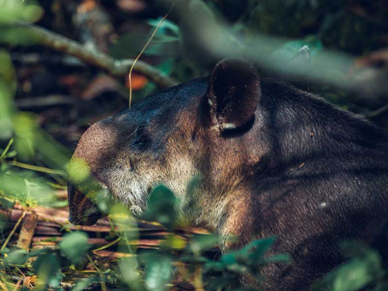 Un primo piano di un piccolo animale nel bosco