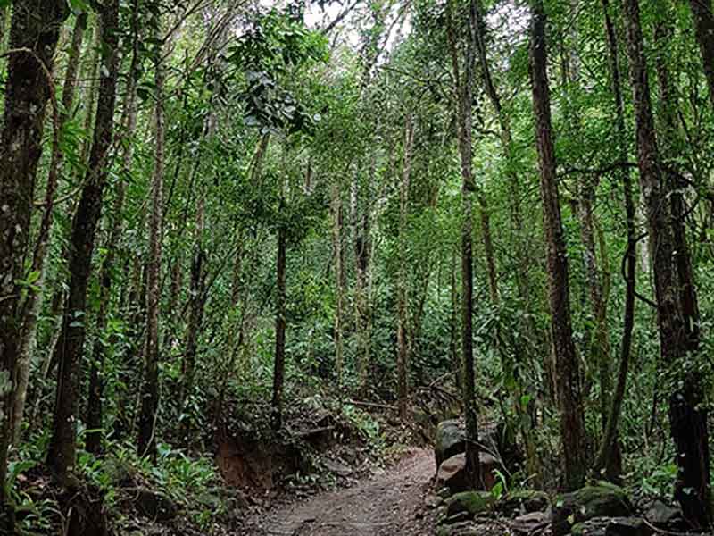 Un sentiero sterrato in mezzo alla foresta.