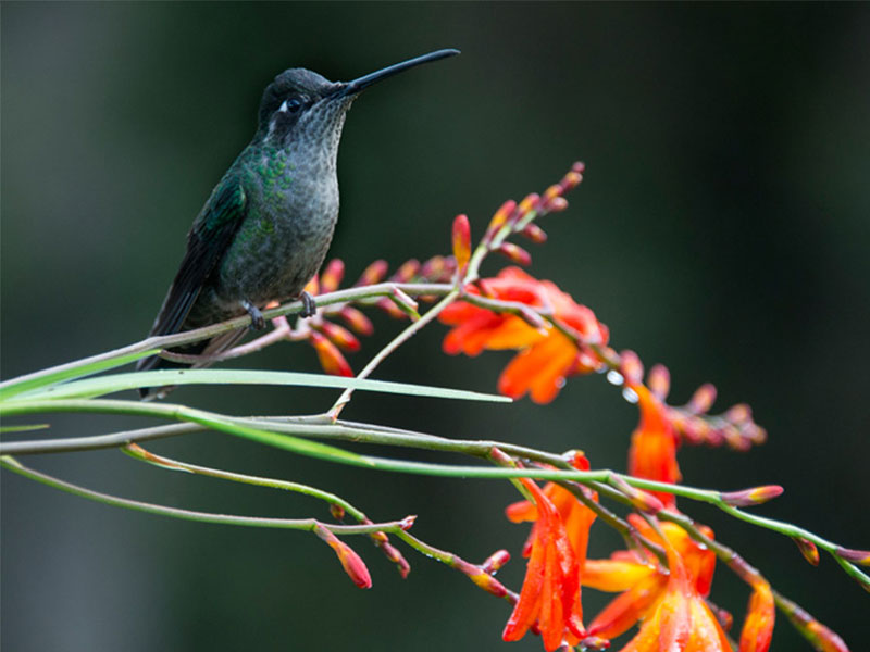 Un colibrì si posa su un ramo con fiori rossi.