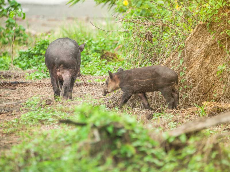 Un paio di animali in piedi nell'erba.