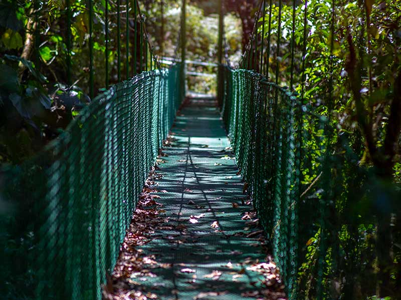 Una passerella in mezzo a una foresta verde e rigogliosa.