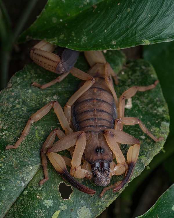 Un insetto scorpione che striscia su una foglia verde.