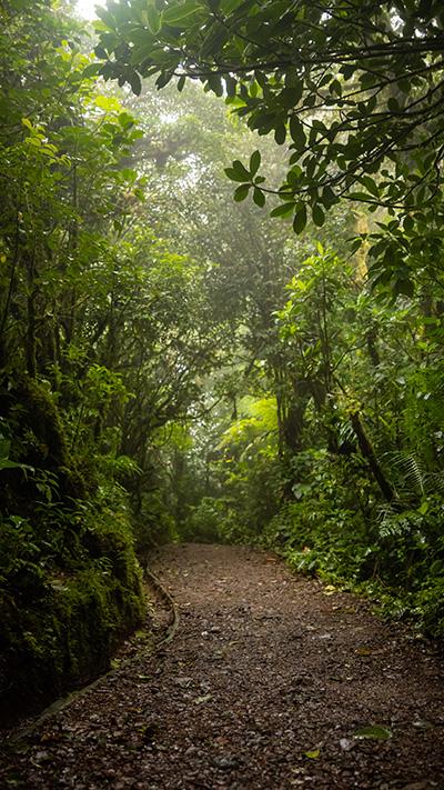 Un sentiero sterrato in mezzo a una foresta verde e rigogliosa.