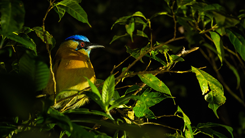 monteverde estremo