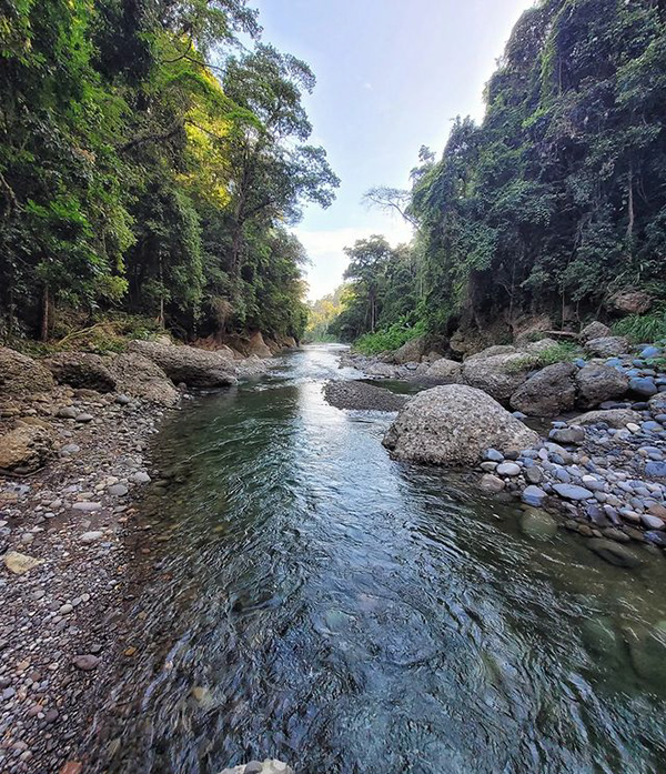 Un fiume che scorre in una foresta verde e rigogliosa.