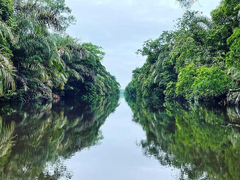 Un fiume stretto circondato da alberi verdeggianti.