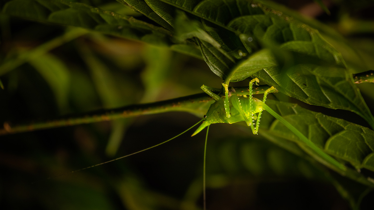 Riserva Biologica della Foresta Nuvolosa di Monteverde 
