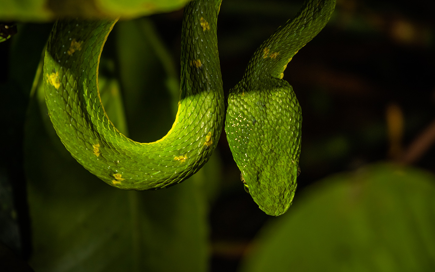 Riserva Biologica della Foresta Nuvolosa di Monteverde 