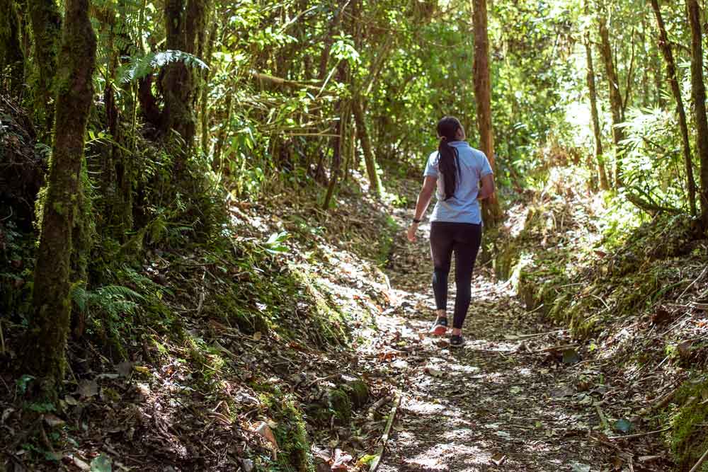 Una donna che cammina in una foresta verde e rigogliosa