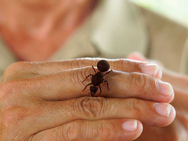 Primo piano di una persona che tiene in mano un piccolo insetto.
