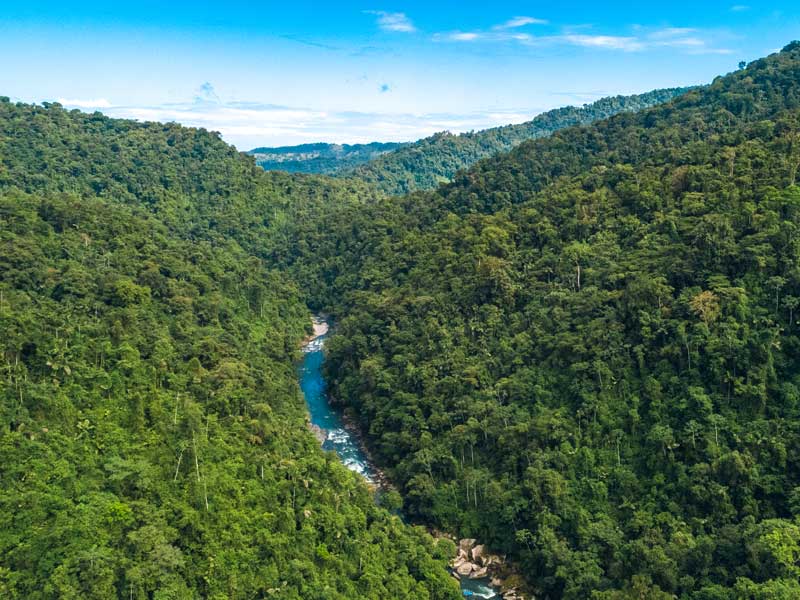 Un fiume che scorre in una foresta verde e rigogliosa.