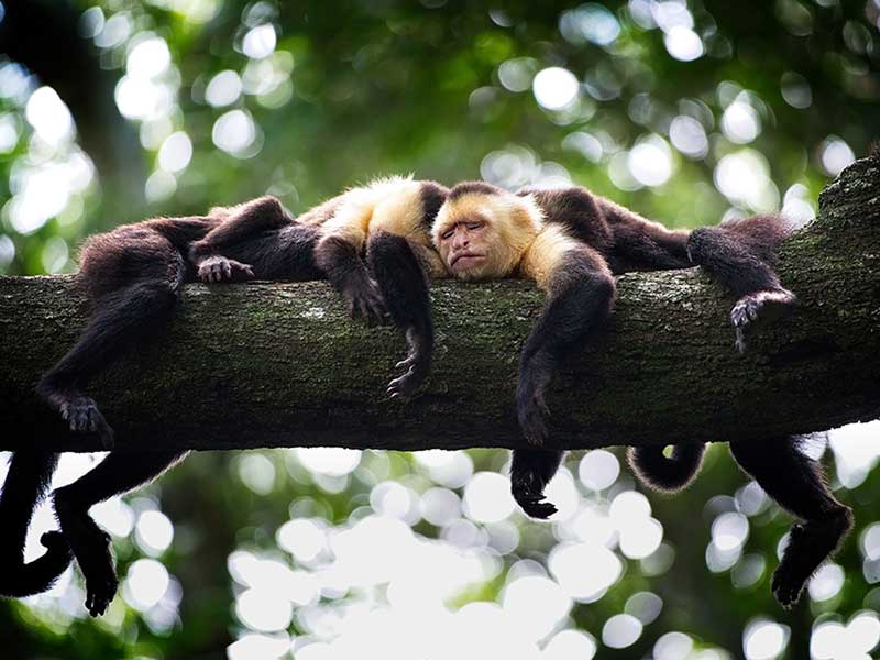Un gruppo di scimmie che si riposa sul ramo di un albero.