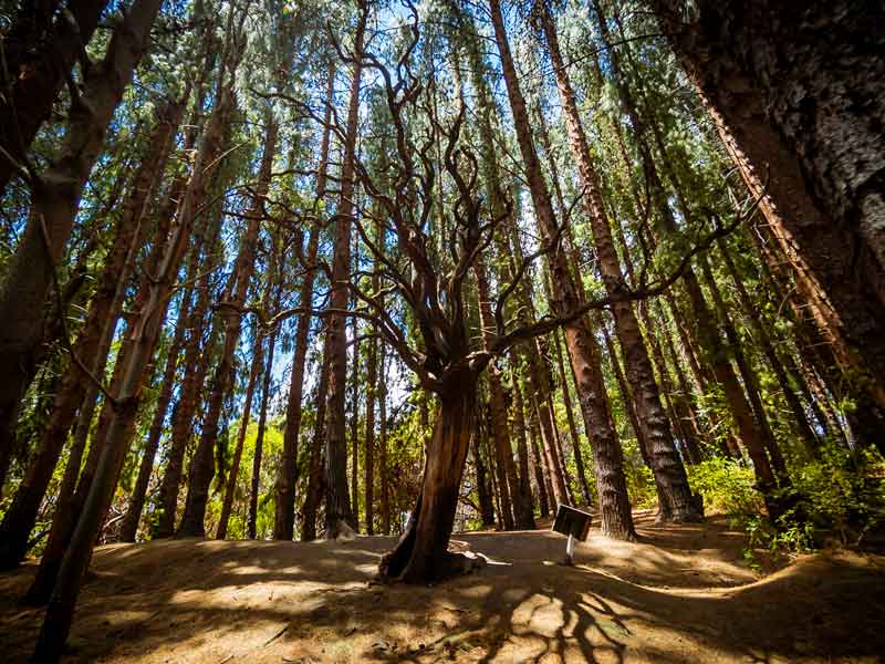 Una panchina in mezzo alla foresta.