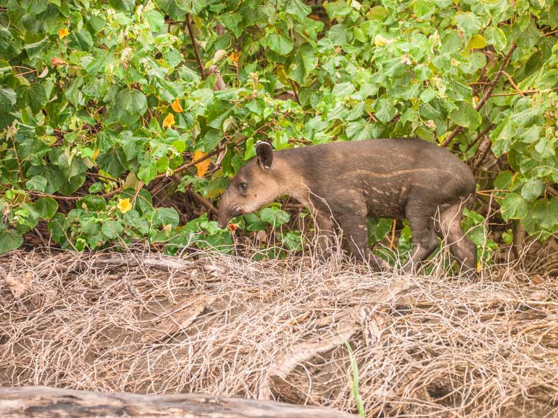 Un animale in piedi sopra un mucchio di erba secca.