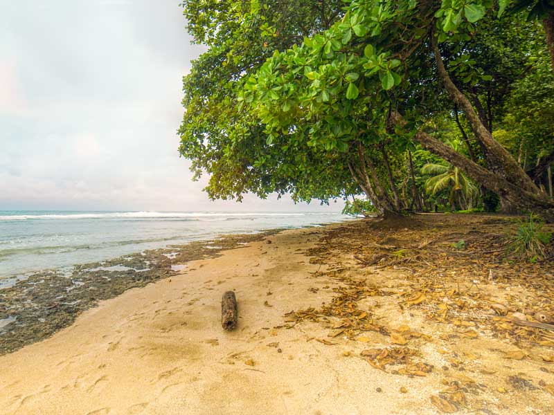Una spiaggia sabbiosa con alberi e acqua sullo sfondo.