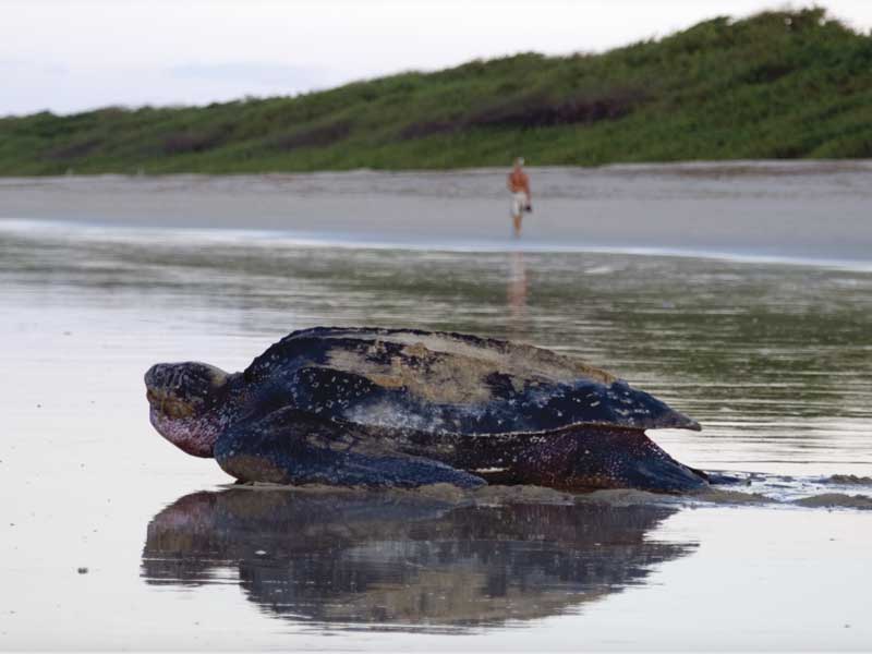 Una grande tartaruga adagiata su una spiaggia sabbiosa.