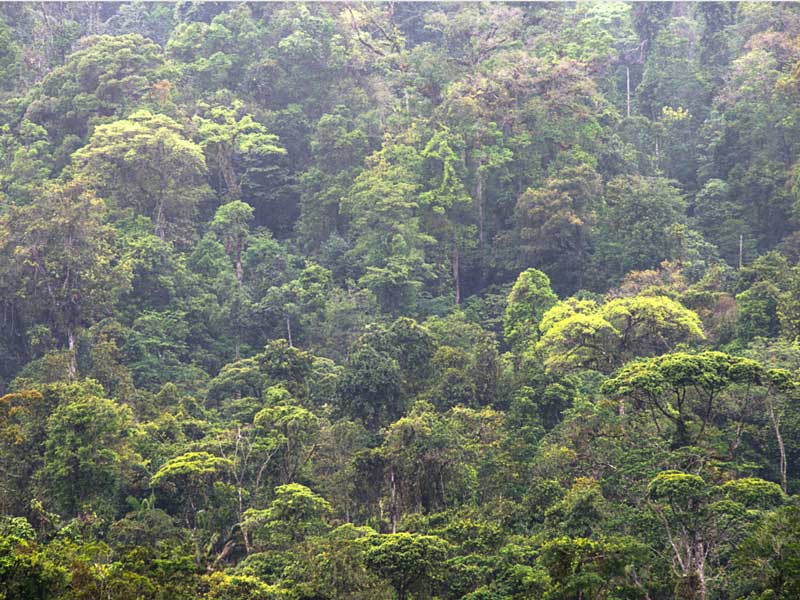 Una foresta piena di alberi verdi.