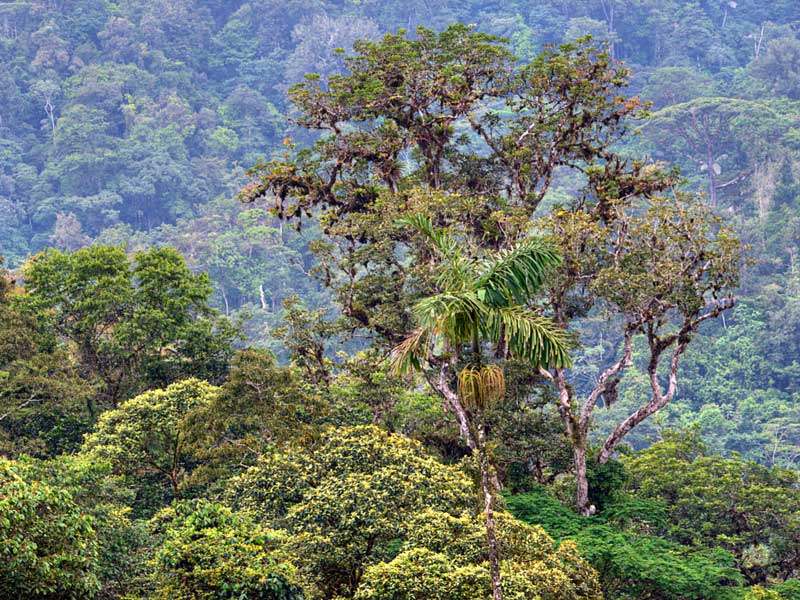 Una foresta verde e rigogliosa, piena di alberi.