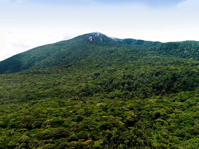 Una grande montagna verde ricoperta da molti alberi.