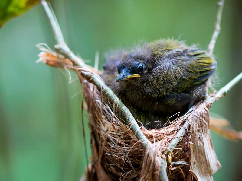 Un piccolo uccello seduto in cima a un ramo d'albero.