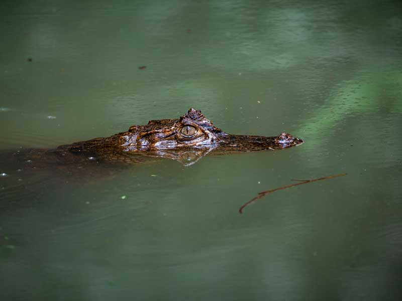 Un grande alligatore che galleggia in uno specchio d'acqua.
