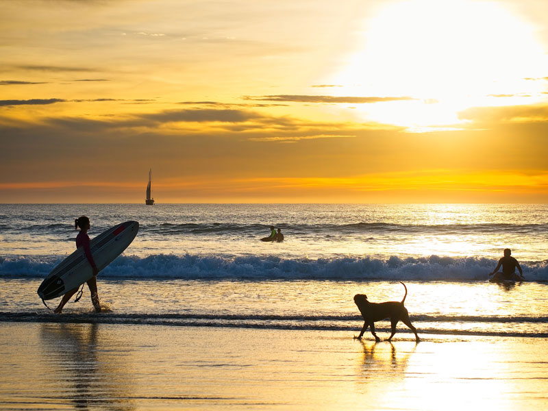 Una persona che porta a spasso un cane su una spiaggia con una tavola da surf.