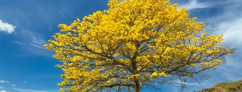 Albero con foglie gialle