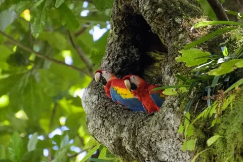 Una coppia di are scarlatte selvatiche nel loro nido su un albero di anacardi nel Parco Nazionale di Carara