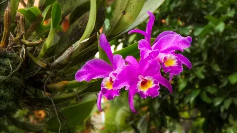 La Cattleya gaskelliana è una specie di orchidea del genere Cattleya appartenente alla famiglia delle Lamiaceae