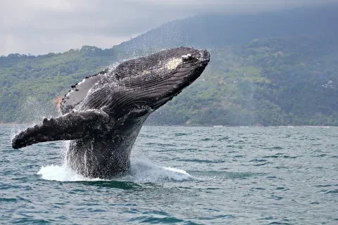 Balena megattera che salta nel Parco Nazionale Marino Ballena, Costa Rica