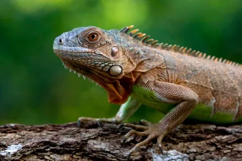 Iguana su legno