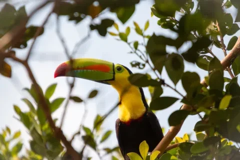 Tucano dal becco a chiglia appollaiato tra il fogliame nella Riserva Naturale di Cano Negro, in Costa Rica