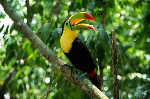 Tucano dal becco a chiglia