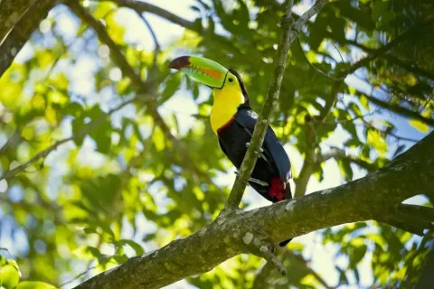 tucano su un albero