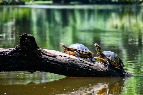 Tartarughe a Tortuguero, Costa Rica