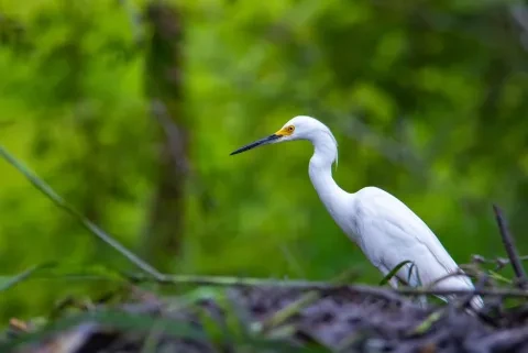 Un airone bianco maggiore a caccia nel palo verde