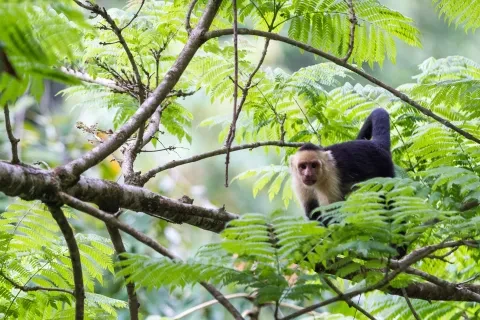 scimmie selvatiche dal muso bianco tra gli alberi della giungla del Pacifico meridionale in Costa Rica