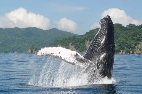 Balena che salta fuori dall'acqua
