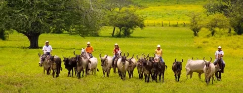 guanacaste-1.jpg