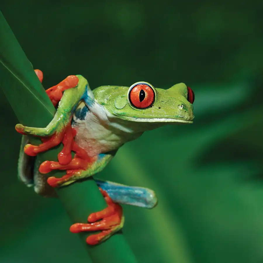 Una raganella dagli occhi rossi seduta in cima a una foglia verde