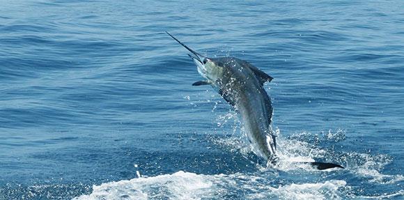 Pesce spada che salta fuori dall'acqua