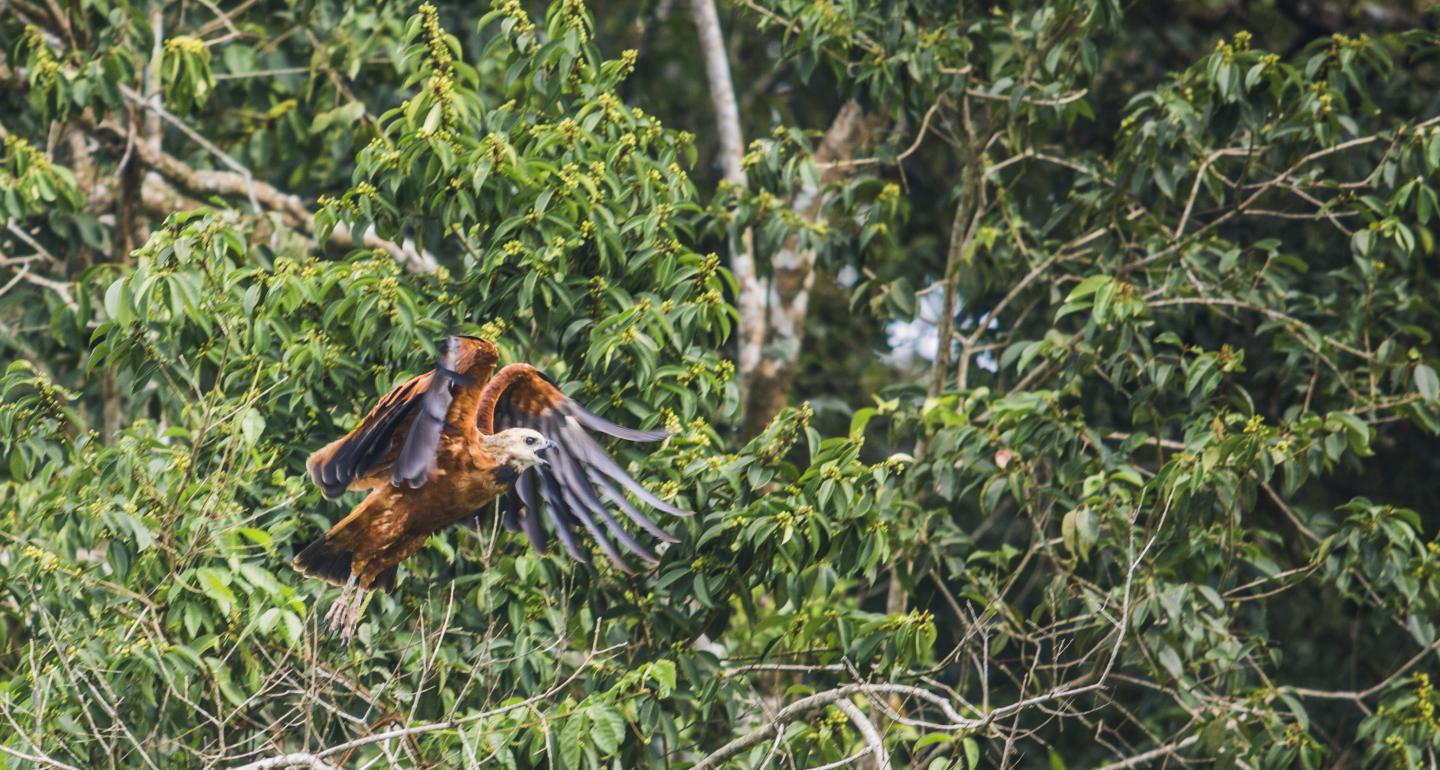 Rifugio della fauna selvatica di Caño Negro