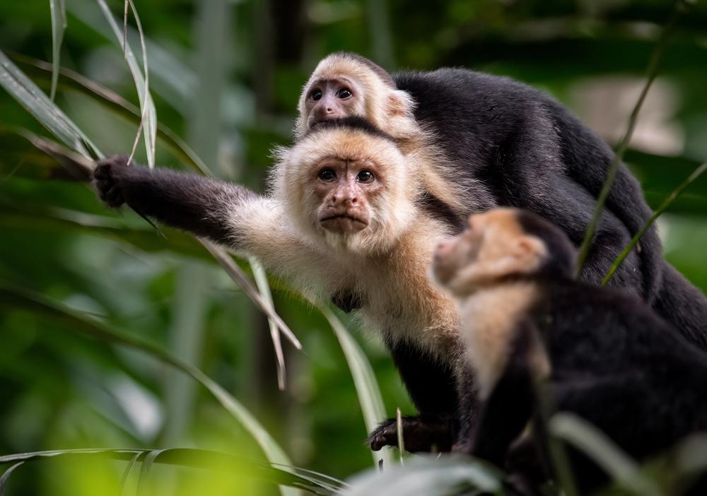 cucciolo di scimmia sulla schiena della madre