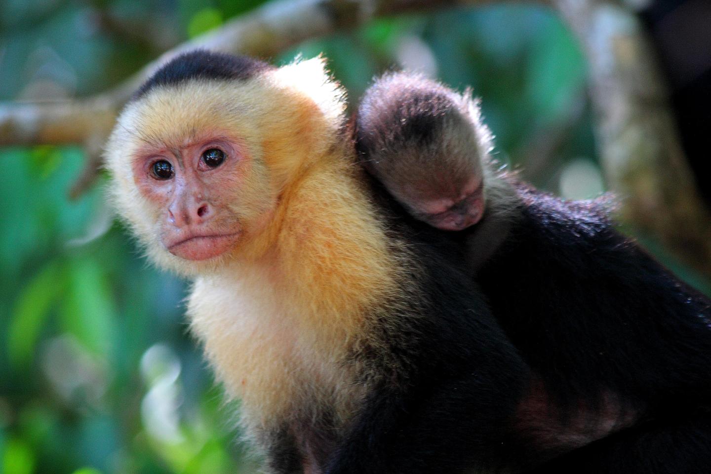 Parco Nazionale Manuel Antonio