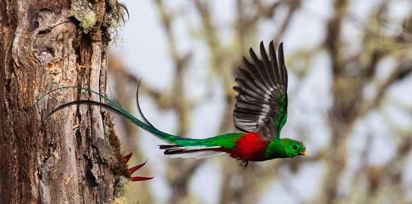 piccolo uccello volante verde/rosso