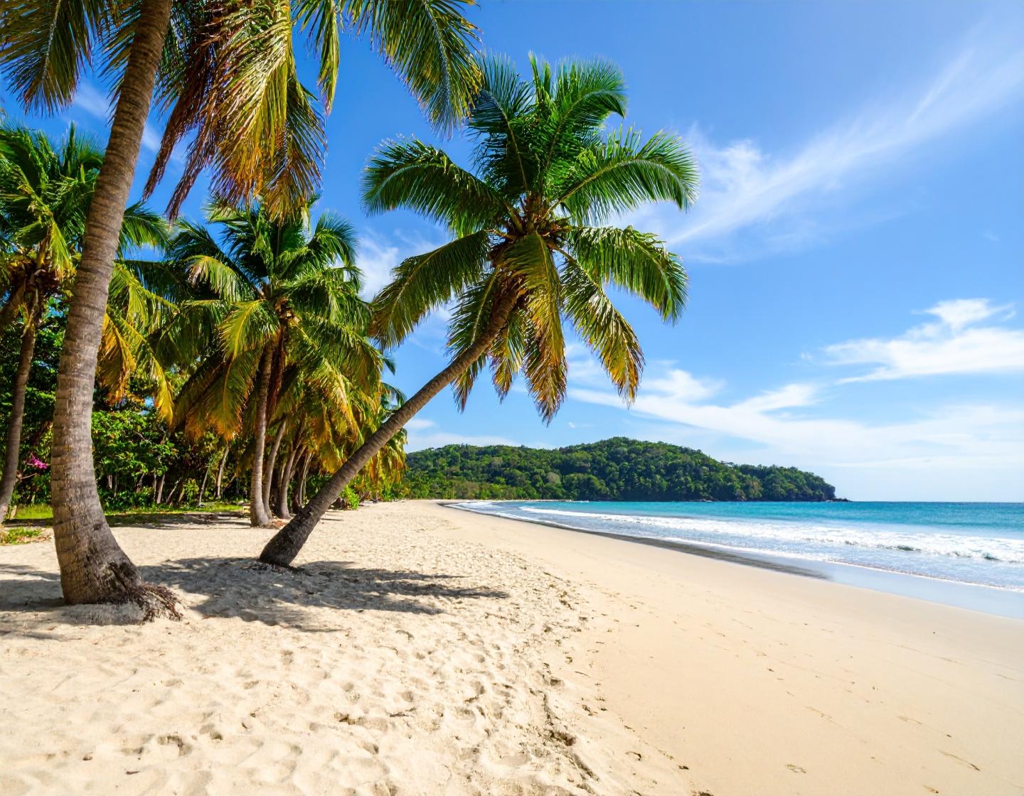 palme sulla spiaggia