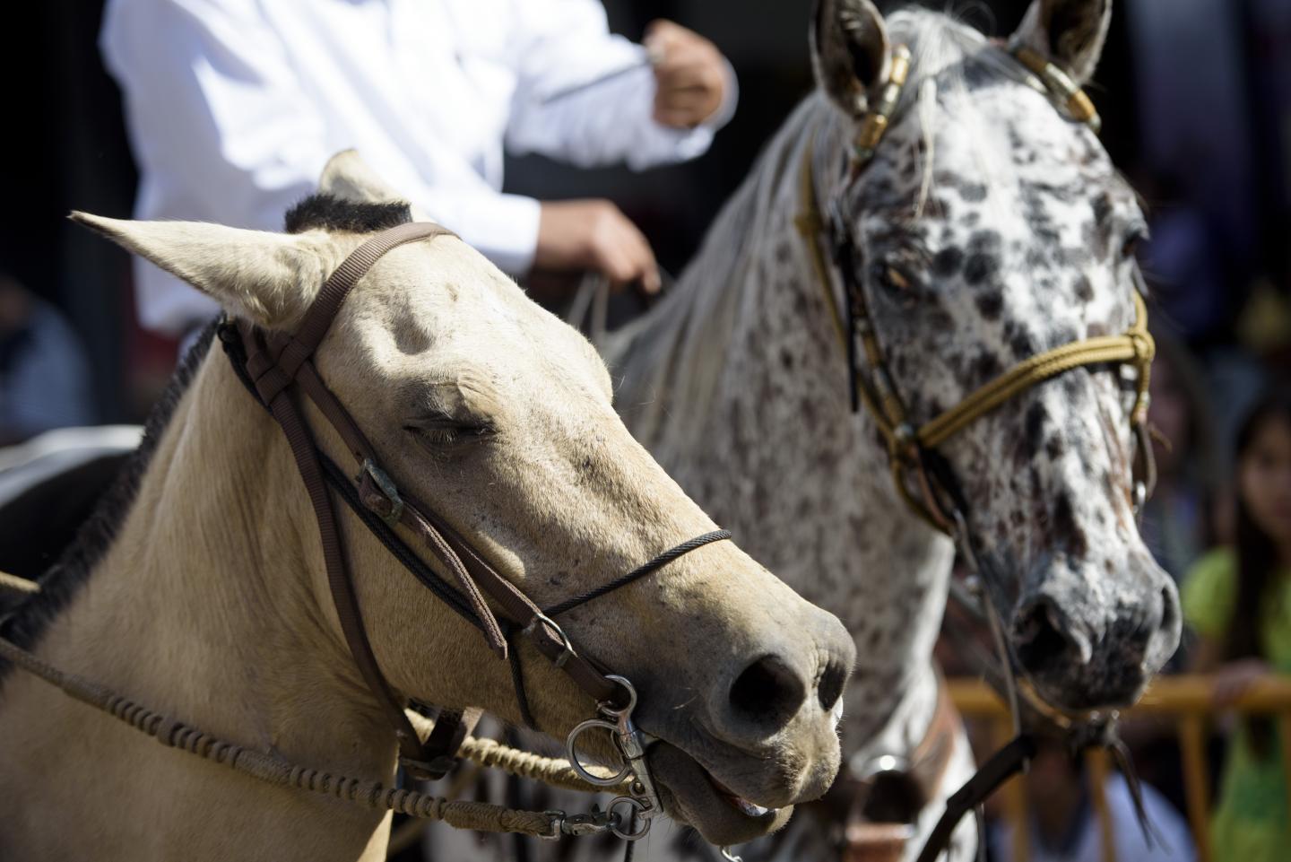 Primo piano di due cavalli imbrigliati con i loro cavalieri durante una sfilata equestre a San José.
